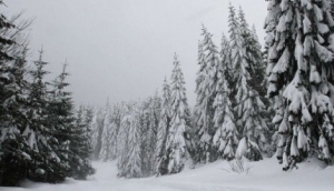kopaonik betaf