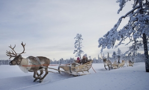 reindeer