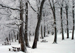 iriski venac1