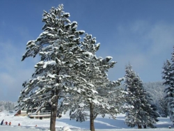mitrovaczima075