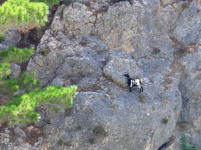 Ime: Goat_on_Cliff_Samaria_Gorge_CreteDSC01960_mid.jpg
Pregleda: 175
Veliina: 128,4 KB