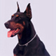 Doberman avatar